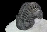 Bargain, Morocops Trilobite - Visible Eye Facets #92208-2